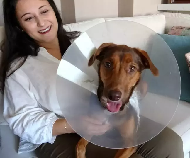 Köpeği ameliyat olan kadına belediyeden bir gün refakat izni