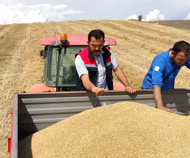 Bozüyük'te Hububat Hasadı Başladı