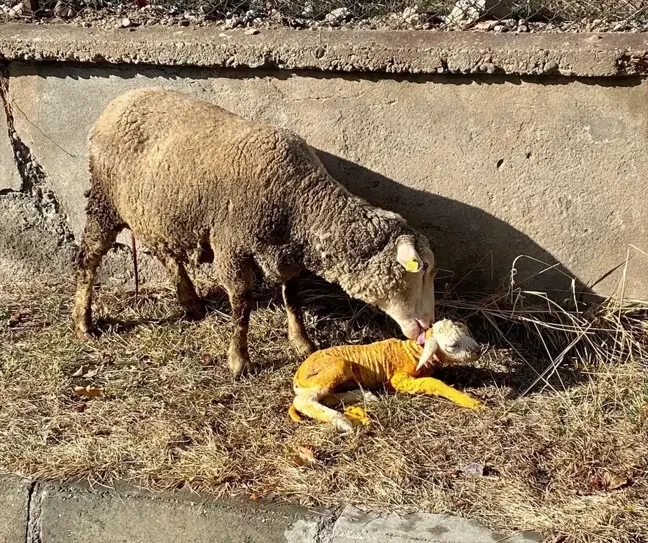 Erzincan'da Zorlanan Koyun, Veterinerin Müdahalesiyle Kurtarıldı