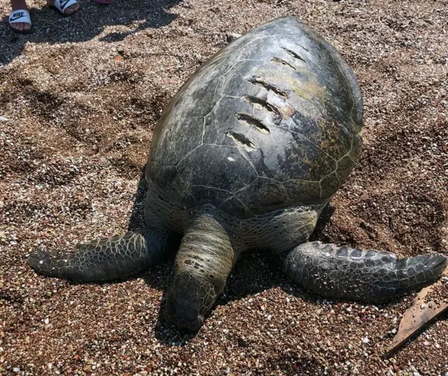 Ölü caretta caretta kıyıya vurdu