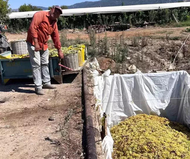 Sarıgöl'de sumalık üzüm fiyatları yükseldi