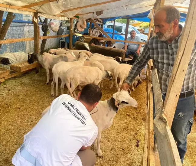 Canik Belediyesi Kurbanlık Pazarında Kontrol ve Denetimlerini Sürdürüyor