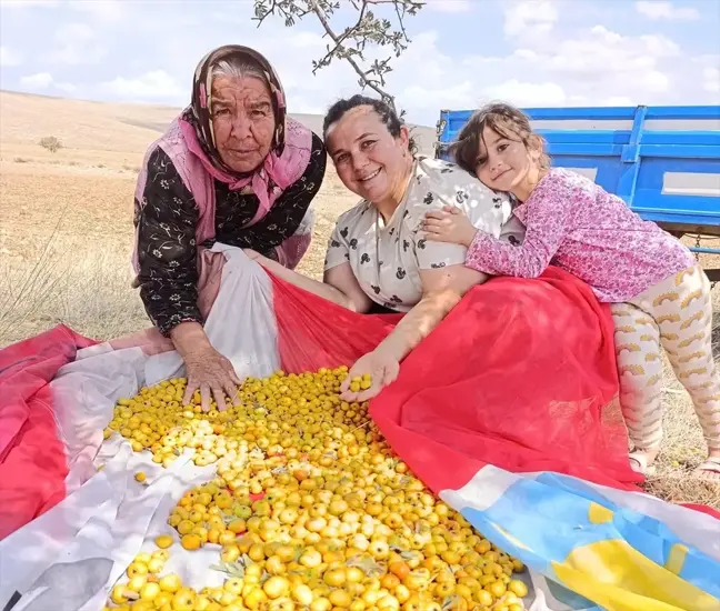 Yunak'ta Alıç Ağaçları İlgi Gördü