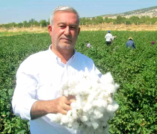 Çukobirlik 2024 Yılı Pamuk Fiyatını Açıkladı