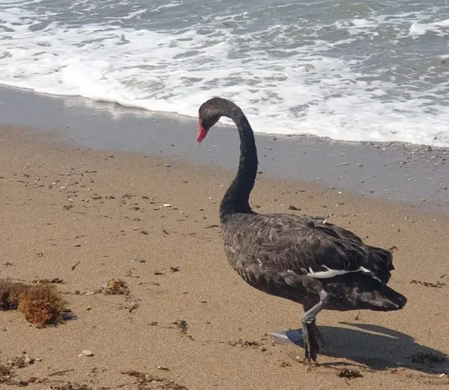 Koruma altındaki Siyah Kuğu, Türkiye'de ikinci kez Antalya'da görüldü