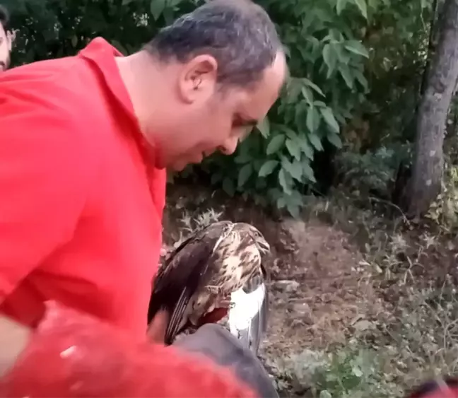 Yarlı atmaca tedavi altına alındı
