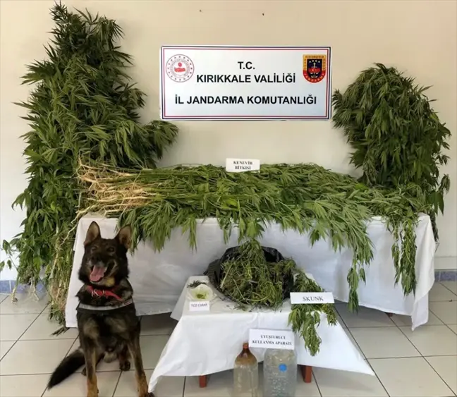 Kırıkkale'de mısır tarlasında uyuşturucu yetiştirildi, 2 zanlı gözaltına alındı