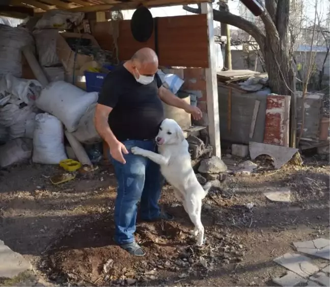 Polisin kurtardığı köpeği, veterinere götüren şoför sahiplendi