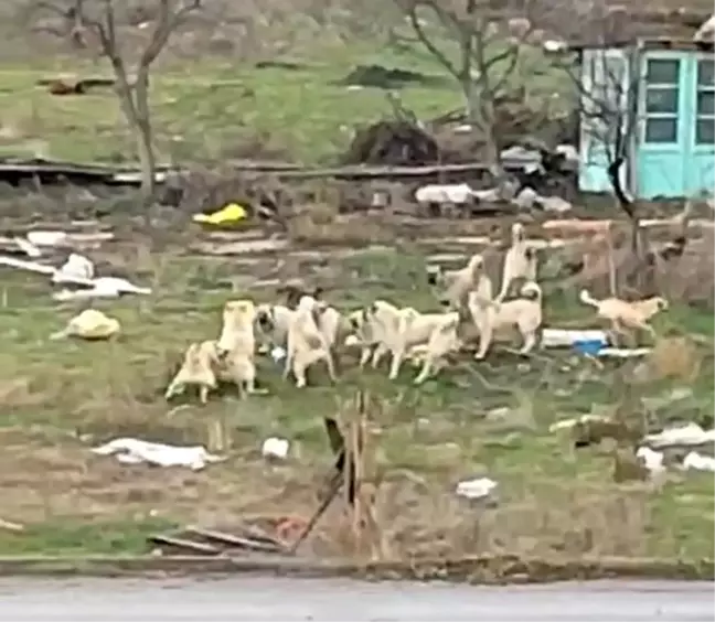 Eskişehir'de Sokak Köpekleri Saldırganlaşıyor, Vatandaşlar Endişeli