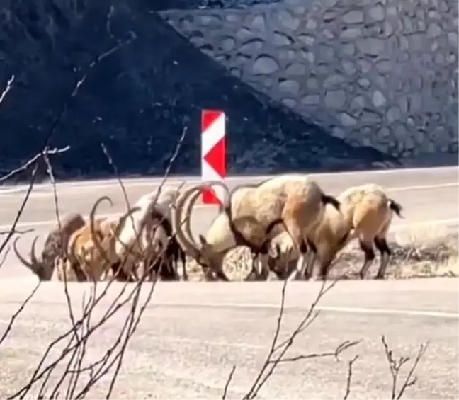 Dağ Keçileri Tuz İçin Karayoluna İndi