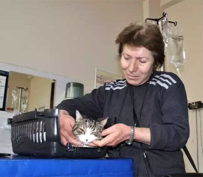 Diyabetli Kedisini Tedavi Ettirmek İçin Onlarca Kilometre Yol Kat Ediyor