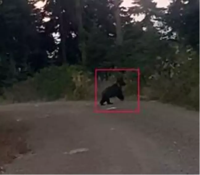 Daday'da yola inen ayı vatandaşlar tarafından fotoğraflandı