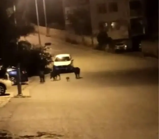 Bursa'da aç kalan domuzlar şehir merkezine indi