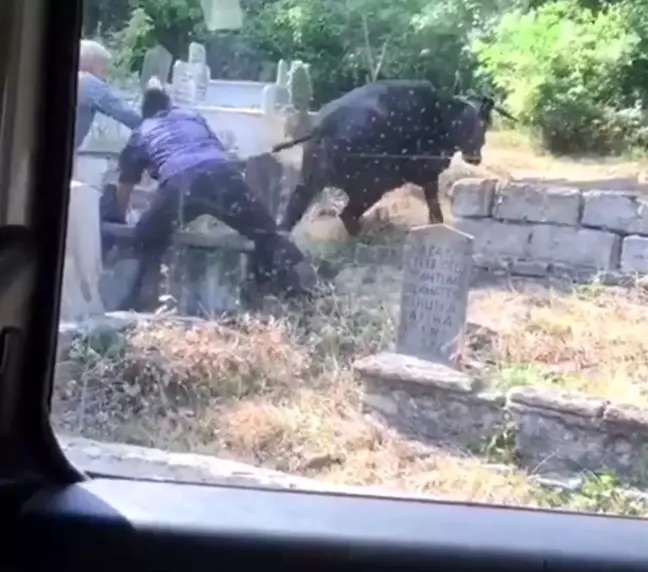 Kaçan kurbanlık ineği kuyruğundan tutarak durdurmaya çalıştılar