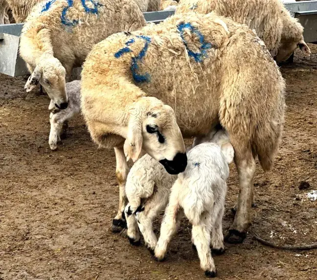 Malatya'da Kuzulama Sezonu Başladı