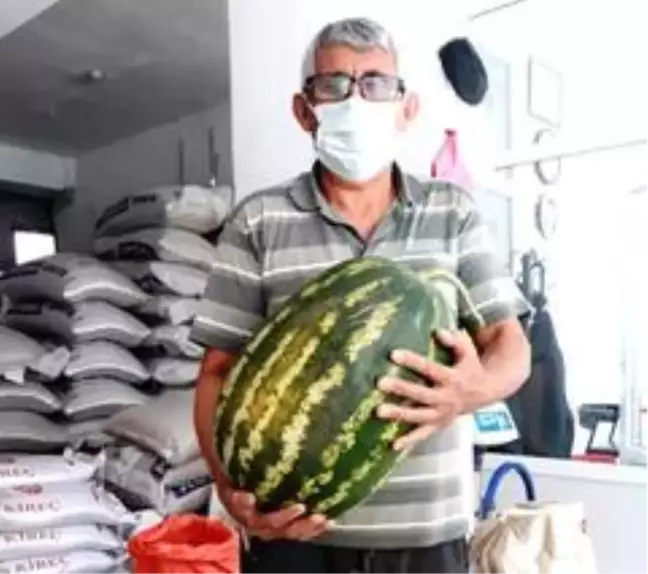 Karpuz yetiştiriciliğinde organik gübre farkı