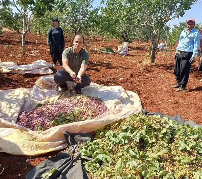 Kaymakam Özgür İşçimen, Antep Fıstığı Hasadına Katıldı