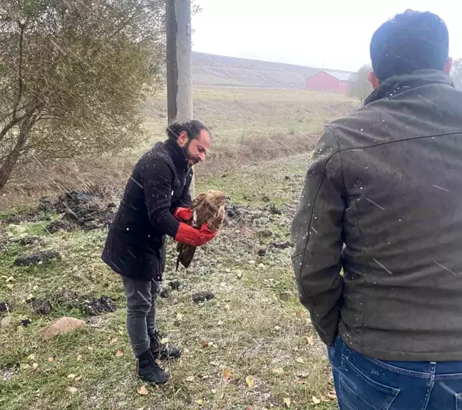 Polis Yaralı Atmacayı Kurtardı