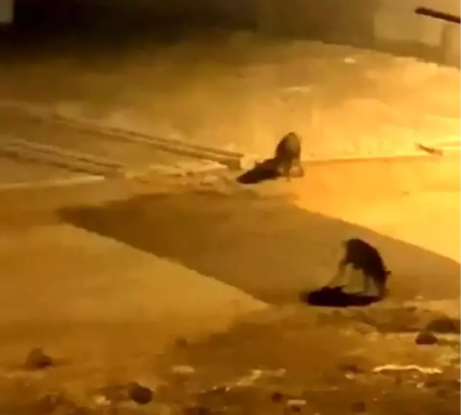 Aç kalan domuz sürüsü şehre indi