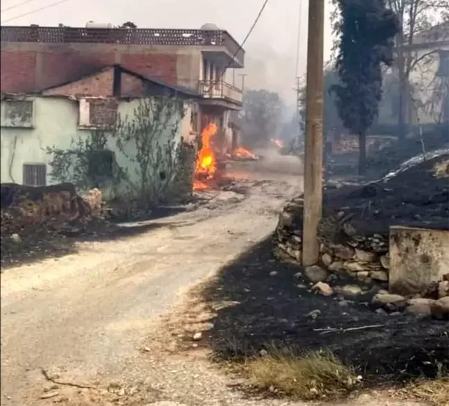 Manisa'da çıkan orman yangınında hayvanlar telef oldu