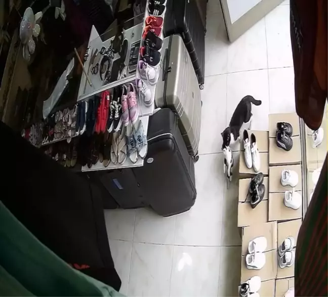 Anne Kedi Yavrularını Güvenli Dükkanına Taşıdı