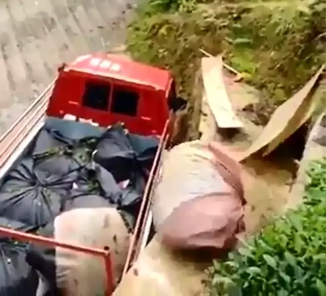 Rizeli'nin topladığı çayı kamyona yüklemek için bulduğu yöntem güldürdü