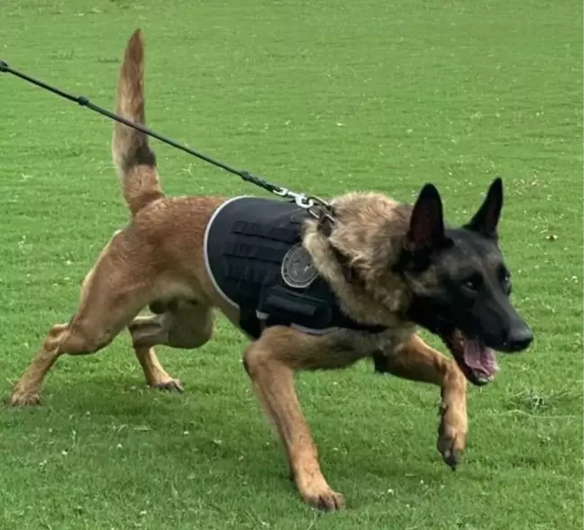 Narkotik köpeği, İstanbul'daki uyuşturucu baskınında öldü