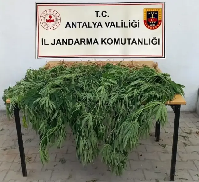 Antalya haberi | Korkuteli'de jandarma 30 kök kenevir ele geçirdi