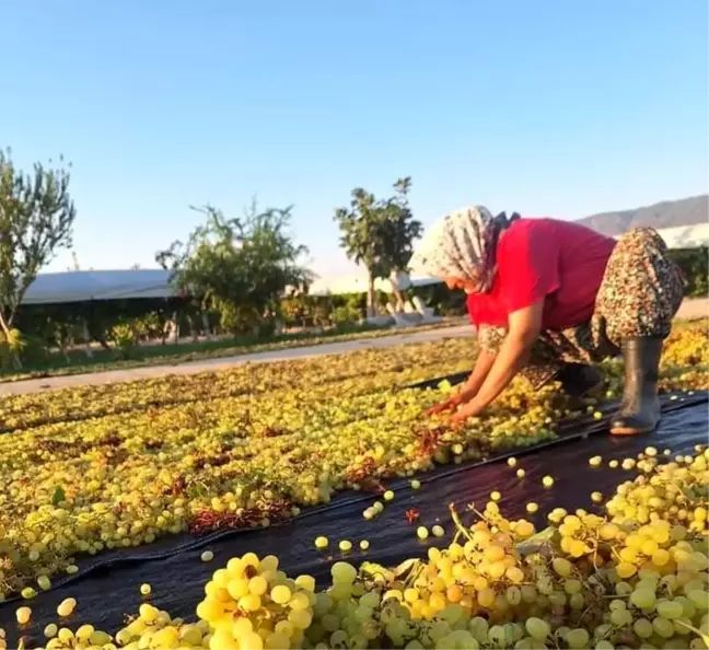 Üzüm Üreticileri Hava Tahminlerine Kilitlenmiş Durumda