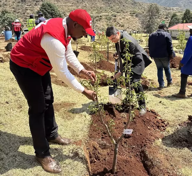 TİKA, Lesotho'ya 2 Bin Fidan Hibe Etti