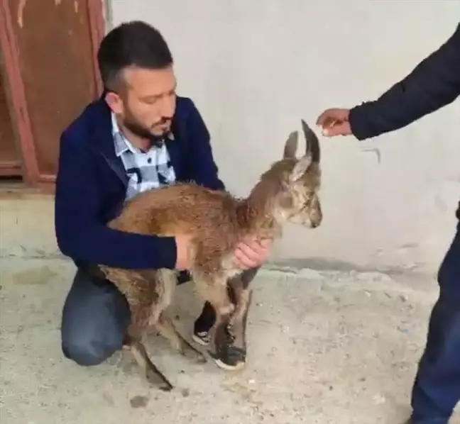 Yaralı Yaban Keçisi Doğa Koruma Ekiplerine Teslim Edildi