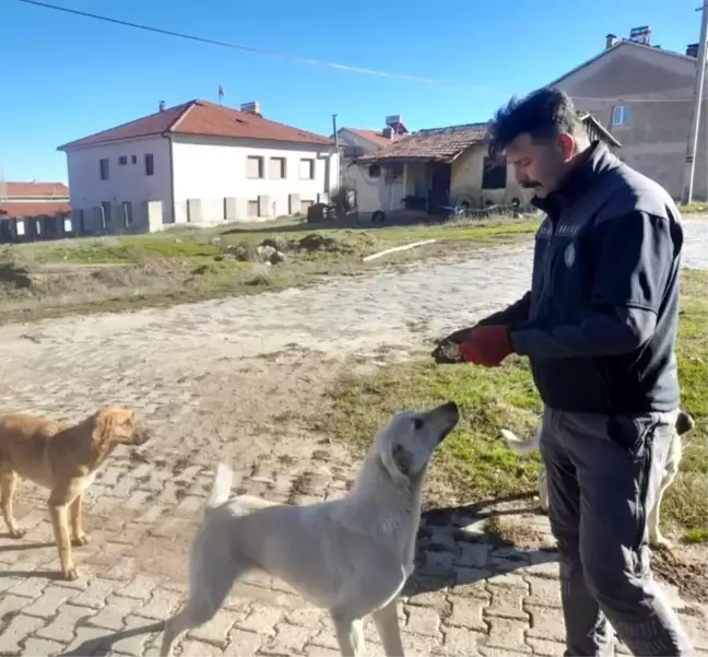 Görev Sırasında Sokak Hayvanlarını Besleyen Çalışanlar Takdir Topladı