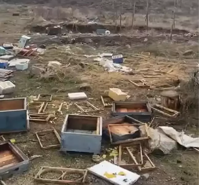 Ayılar Sivas'ta Arıcının Kovanlarını Parçaladı