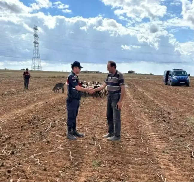 Kırklareli'nde Kaybolan Küçükbaş Hayvanlar Bulundu