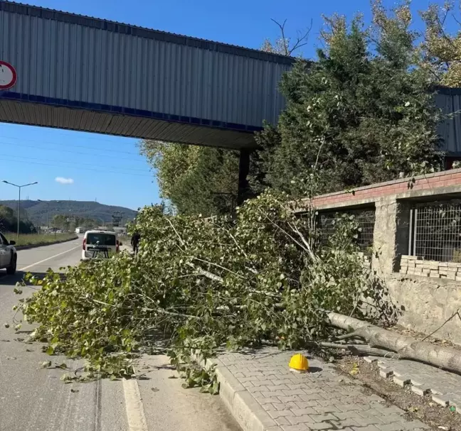 Bartın'da Ağaç Kesimi Sırasında Trajik Kaza: Bir Kişi Hayatını Kaybetti