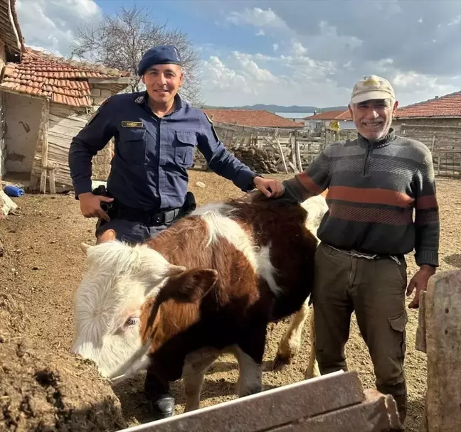 Kırşehir'de Kaybolan Büyükbaş Hayvan Jandarma Tarafından Bulundu