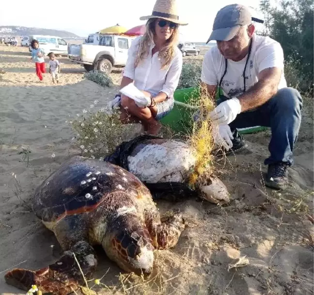 9 deniz kaplumbağasının ölüm nedeni insan kaynaklı