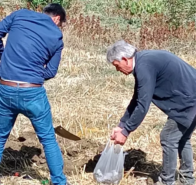 Şaphane'ye yaban mersini bahçesi tesis edilecek