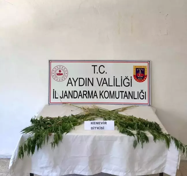 Aydın'da Uyuşturucu Operasyonu: 38 Kök Kenevir Ele Geçirildi