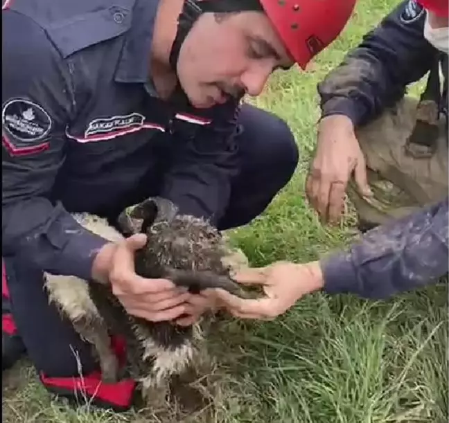 AVCILAR'DA ÇUKURA DÜŞEN OĞLAK KURTARILDI