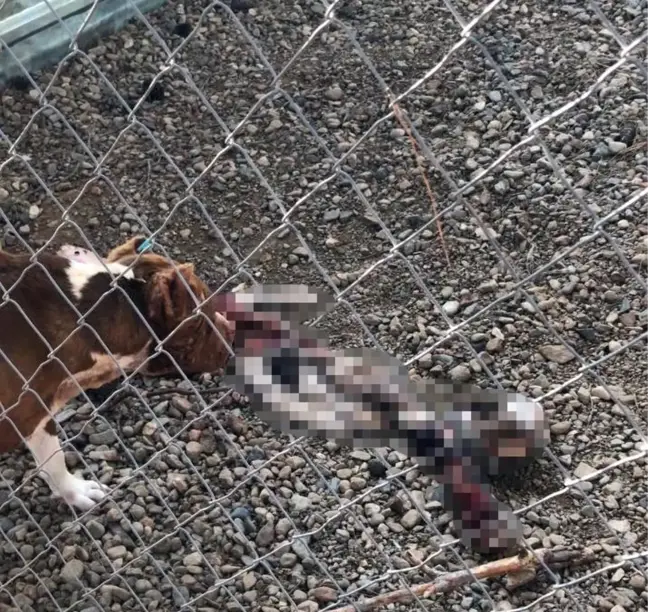 Çanakkale Belediye Barınağı'nda aç kalan pitbulllar birbirini parçaladı