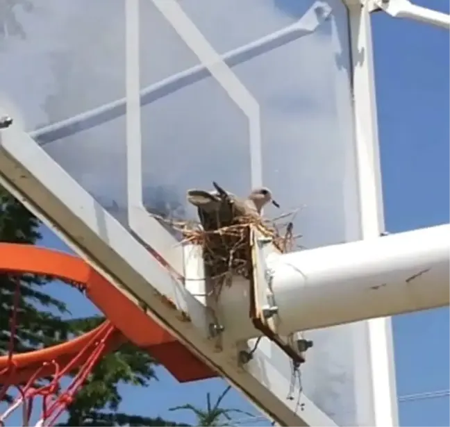 Senenin en güzel basketi Afyonkarahisar'dan geldi
