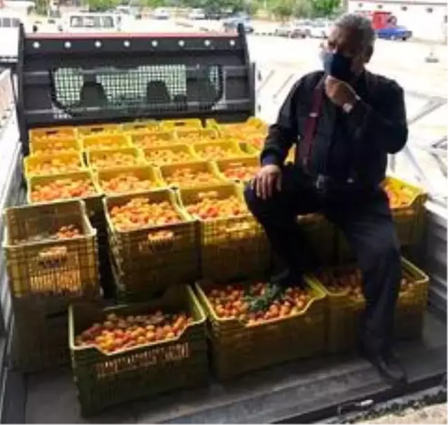 Mut'ta kayısı üreticisi fiyatlardan, tüccar kaliteden memnun