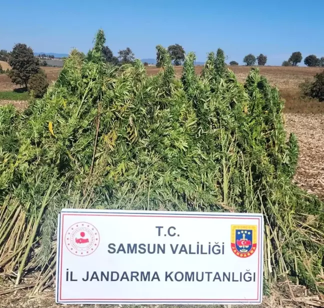 Samsun'da Jandarma Kenevir Operasyonu: 810 Kök Ele Geçirildi