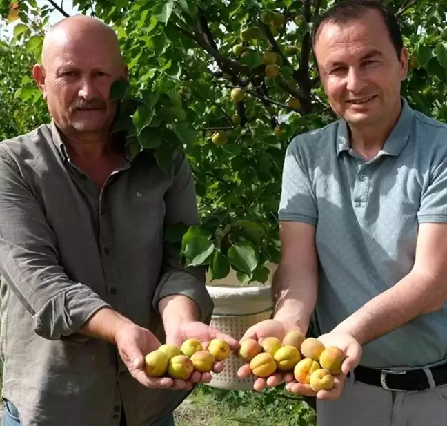 Mersin'de sofralık kayısı hasadı başladı