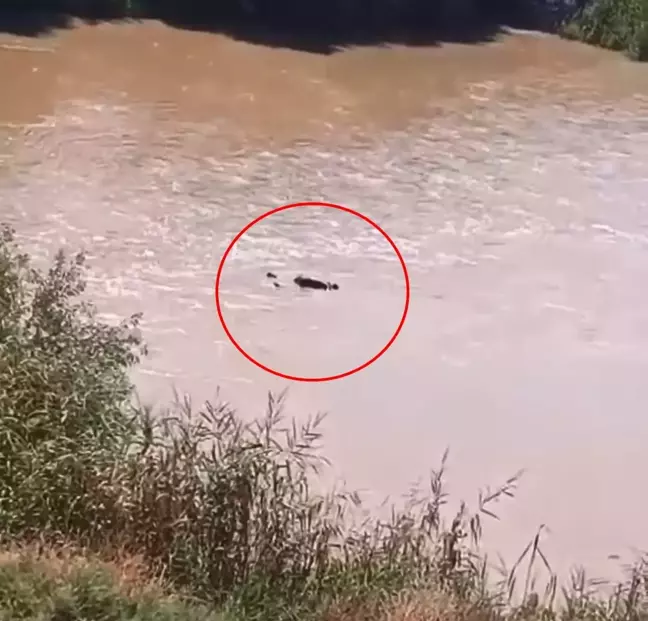 Dicle Nehri'nde bulunan ceset kayıp kişiye ait çıktı