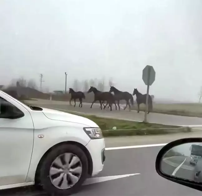 Akyazı'da Atlar Dörtnala Yolda Koştu