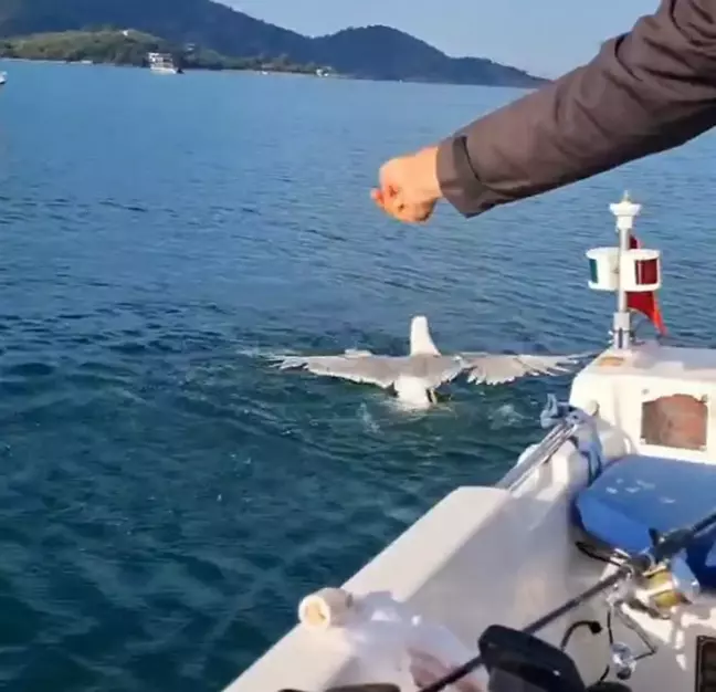 Martı Avcıdan Kurtarıldı