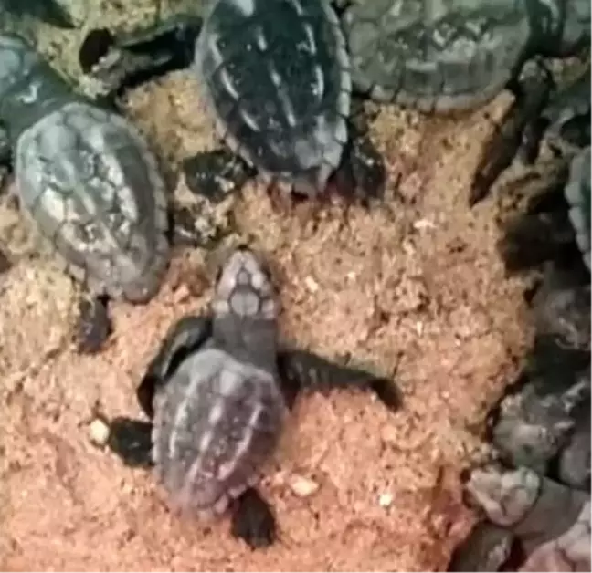 Aydın'da 110 caretta caretta yavrusu denizle buluştu