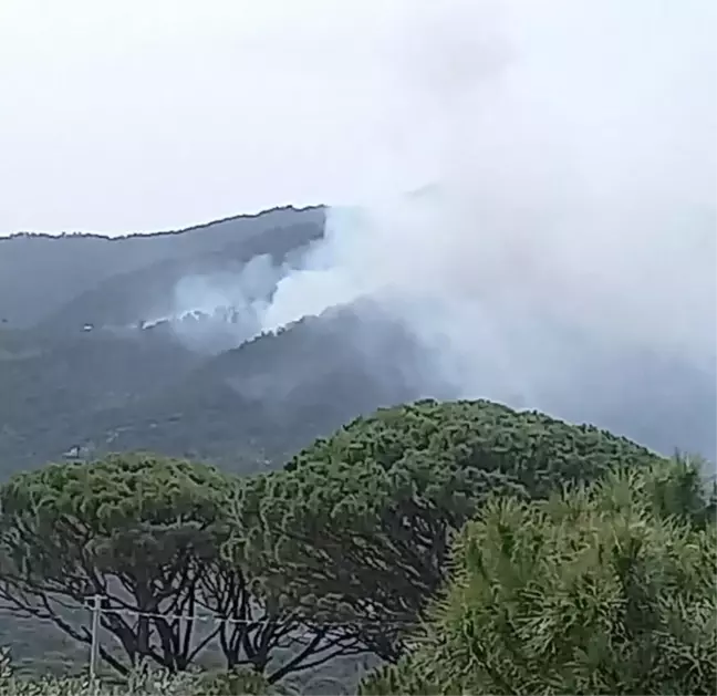 Aydın'da Orman Yangınına Müdahale Başladı